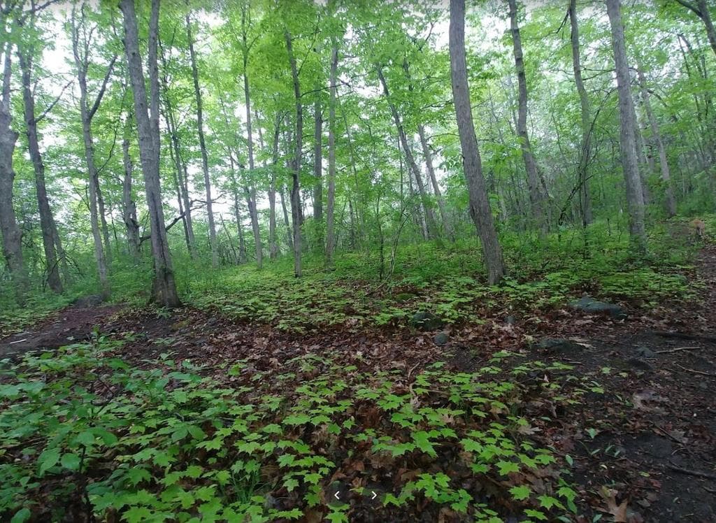 A view of the lush surroundings in Carlington Park.